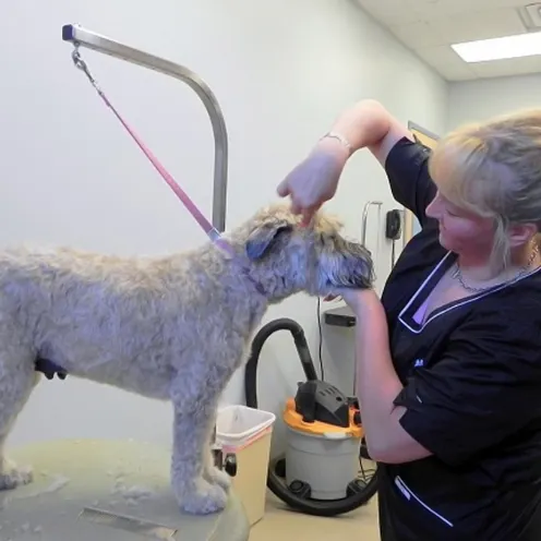 Staff with white dog at Wheaton Animal Hospital